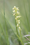 Honungsblomster/Herminium monorchis/Musk Orchid